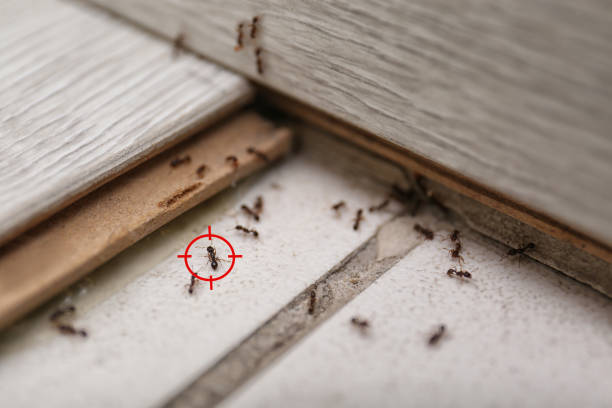 Best Local Pest Control Services  in River Hills, WI