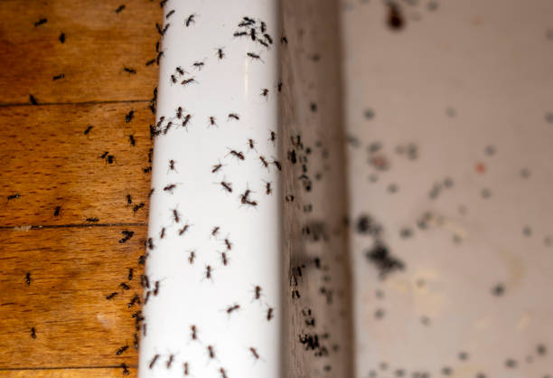 Best Pest Prevention Services  in River Hills, WI