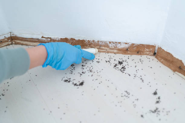 Wasp Removal Services in River Hills, WI